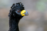 Bare-faced Curassow