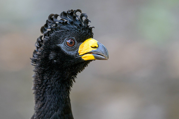 Bare-faced Curassow