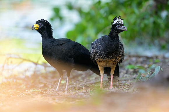 Bare-faced Curassow