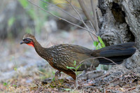 Chestnut-bellied Guan