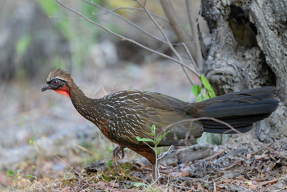 Chestnut-bellied Guan