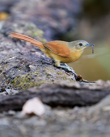 White-lored Spinetail