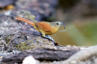 White-lored Spinetail