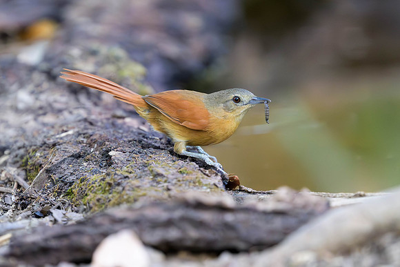 White-lored Spinetail