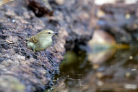 Fuscous Flycatcher