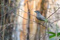 Short-crested Flycatcher