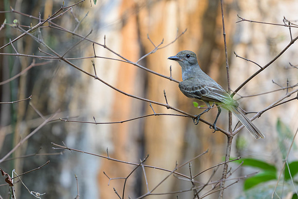 Short-crested Flycatcher