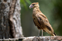 Crested Caracara