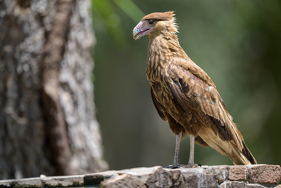 Crested Caracara