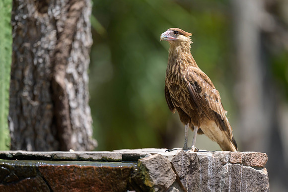 Crested Caracara