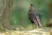 Crested Caracara