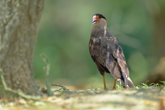 Crested Caracara