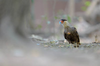 Crested Caracara