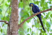 Hyacinth Macaw