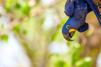 Hyacinth Macaw