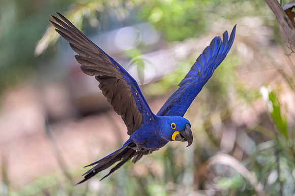 Hyacinth Macaw