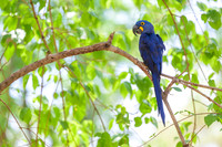 Hyacinth Macaw