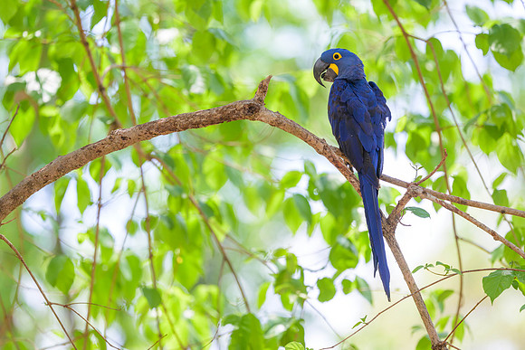 Hyacinth Macaw
