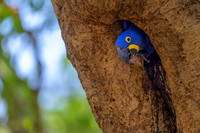 Hyacinth Macaw