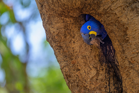 Hyacinth Macaw
