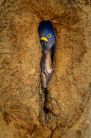 Hyacinth Macaw
