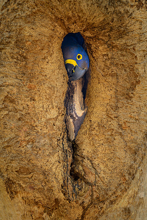Hyacinth Macaw