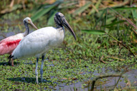 Wood Stork