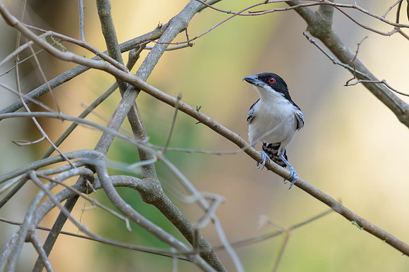 Great Antshrike