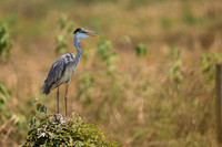 Cocoi Heron