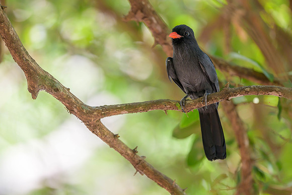 Black-fronted Nunbird