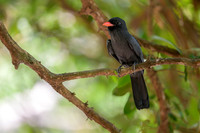 Black-fronted Nunbird