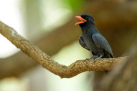 Black-fronted Nunbird