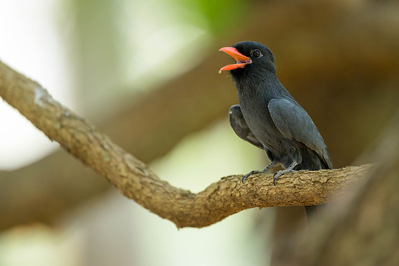 Black-fronted Nunbird
