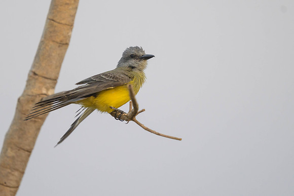 Tropical Kingbird