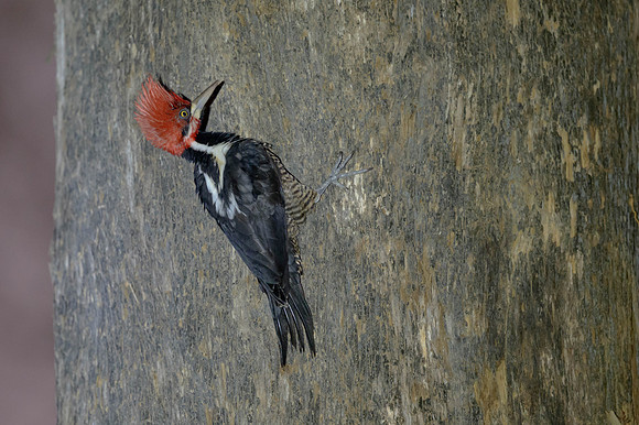 Crimson-crested Woodpecker