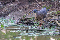 Sunbittern