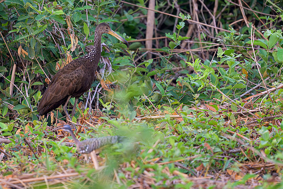 Limpkin
