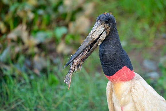 Jabiru