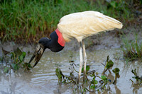 Jabiru
