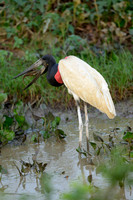 Jabiru