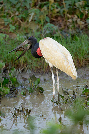 Jabiru
