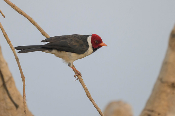Yellow-billed Cardinal