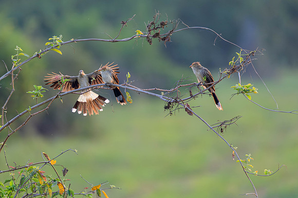 Guira Cuckoo