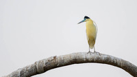 Capped Heron