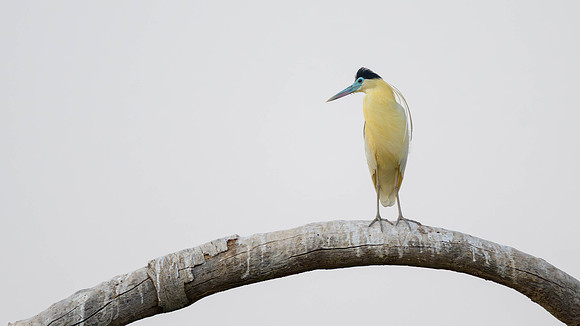 Capped Heron