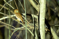 Ferruginous Pygmy-Owl