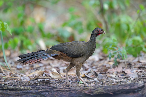 Chaco Chachalaca