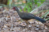 Chaco Chachalaca