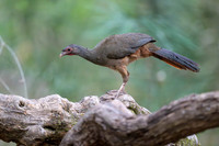 Chaco Chacalaca