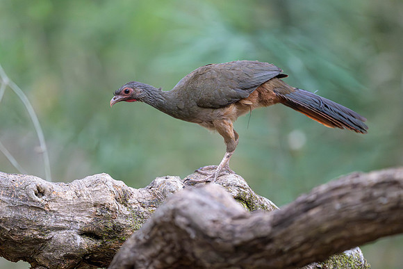 Chaco Chacalaca
